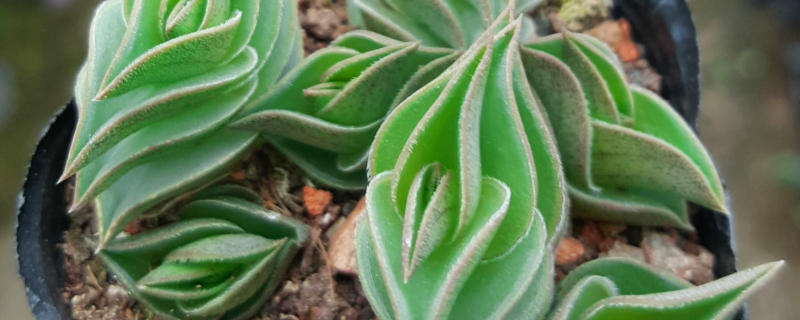 多肉一帆风顺如何爆盆