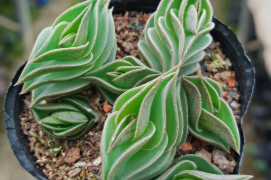 多肉一帆风顺如何爆盆