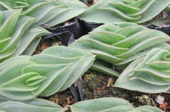 多肉一帆风顺如何爆盆