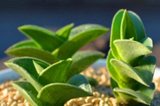 多肉一帆风顺如何爆盆