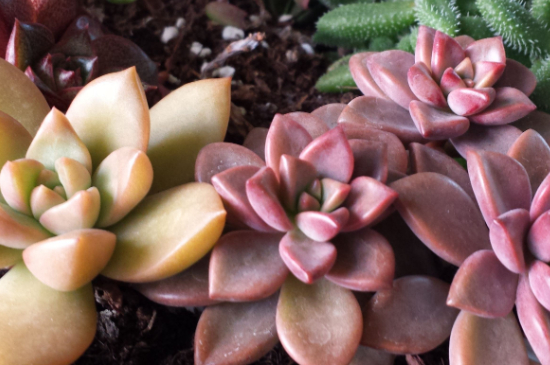 多肉从中间腐烂的原因