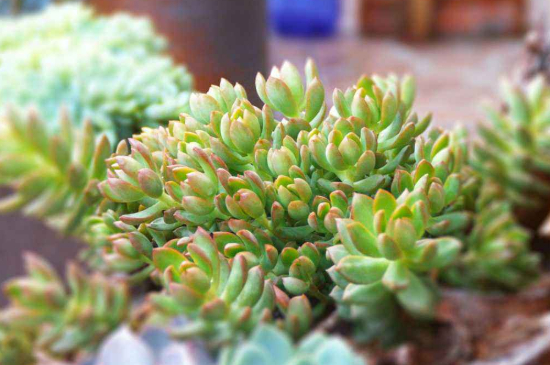 多肉从中间腐烂的原因