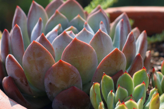 多肉从中间腐烂的原因