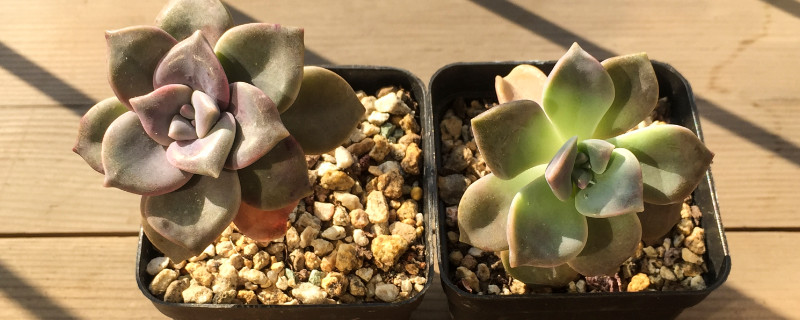 紫乐徒长了如何修剪