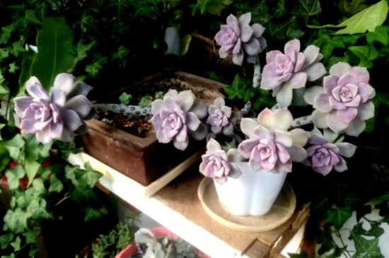 紫乐徒长了如何修剪