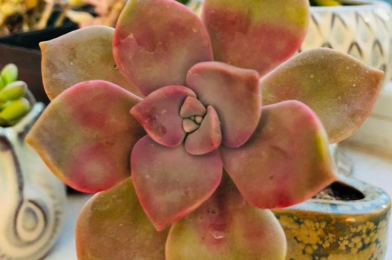 紫乐徒长了如何修剪