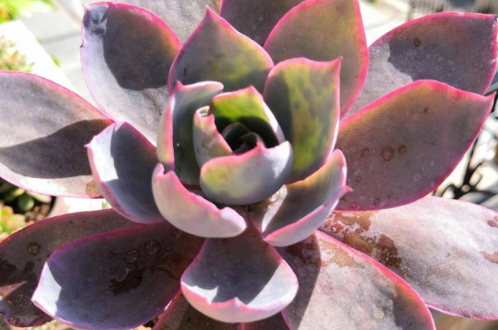 紫乐徒长了如何修剪