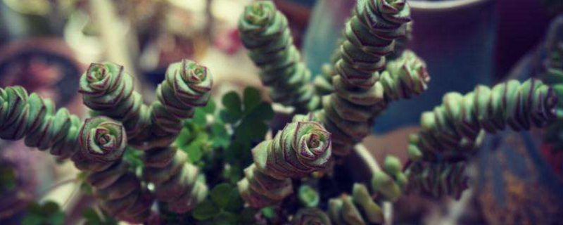 钱串子花的扦插养殖办法和留意事项