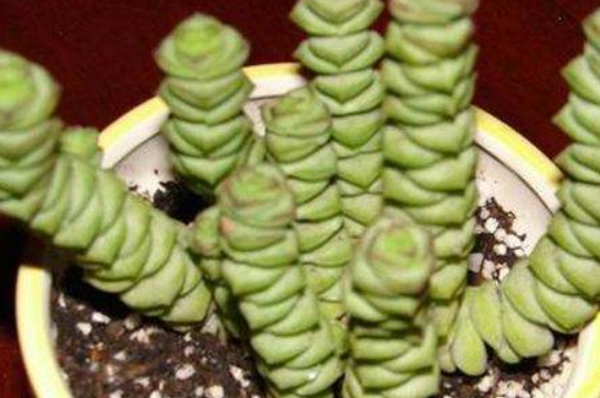 钱串子花的扦插养殖办法和留意事项