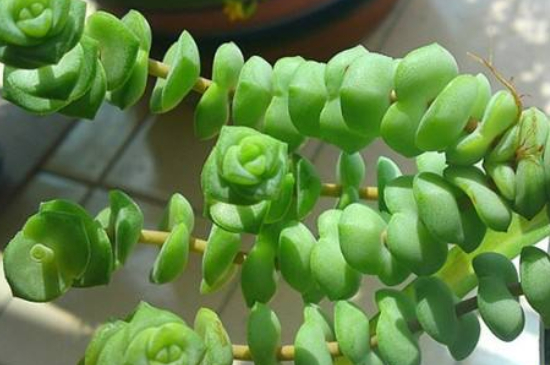 钱串子花的扦插养殖办法和留意事项