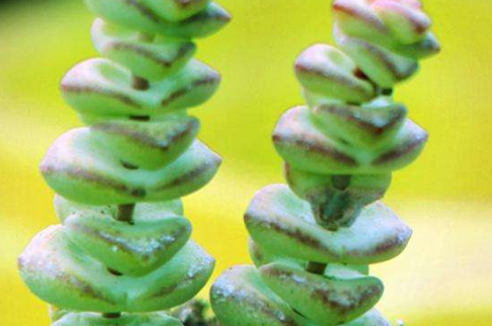 钱串子花的扦插养殖办法和留意事项