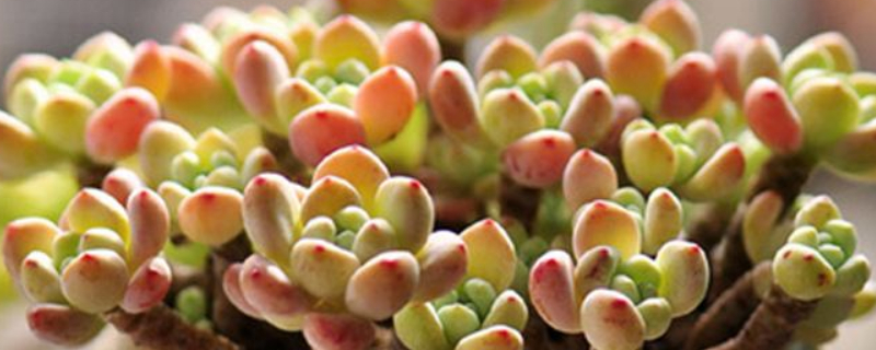 劳尔夏季如何养