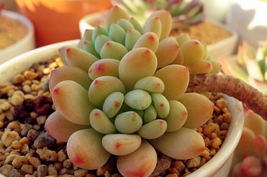 劳尔夏季如何养