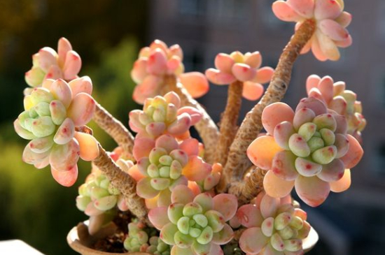 劳尔夏季如何养