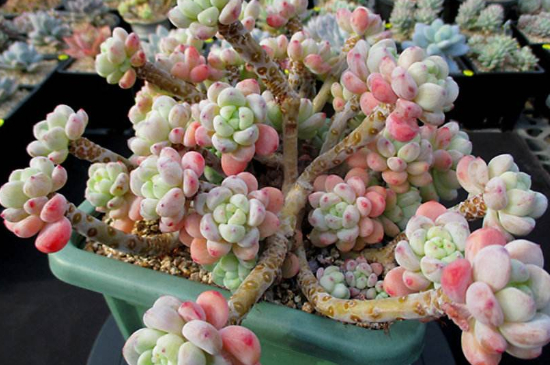 劳尔夏季如何养