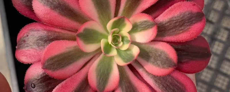 美杜莎法师如何养