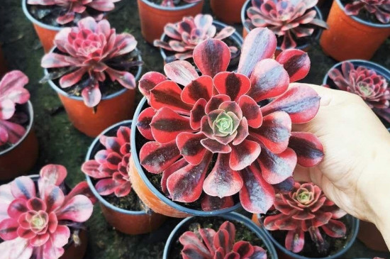 美杜莎法师如何养