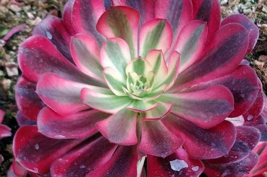 美杜莎法师如何养