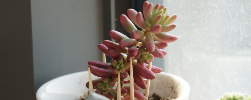 虹之玉的养殖办法和留意事项