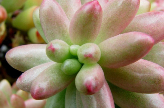 虹之玉的养殖办法和留意事项