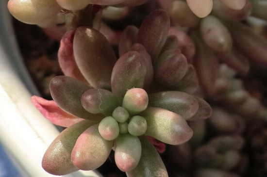 虹之玉的养殖办法和留意事项