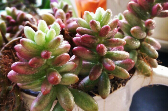 虹之玉的养殖办法和留意事项