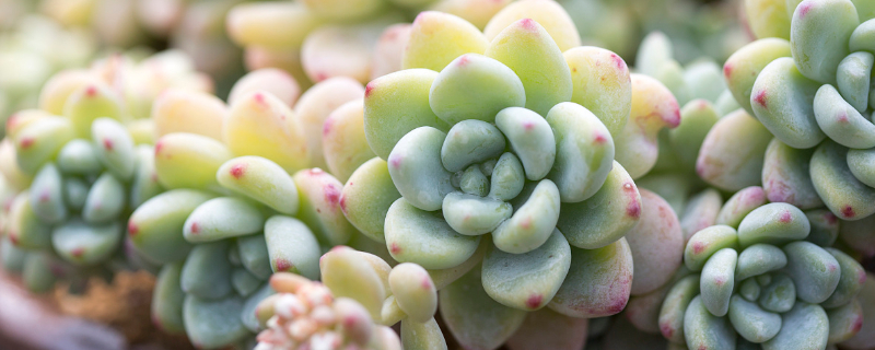 多肉夏季可以阴养吗