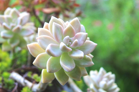 多肉夏季可以阴养吗