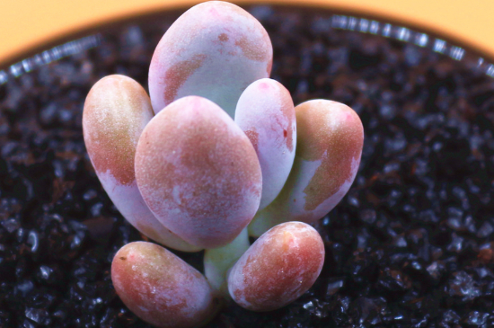 多肉夏季可以阴养吗