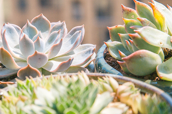 多肉夏季可以阴养吗