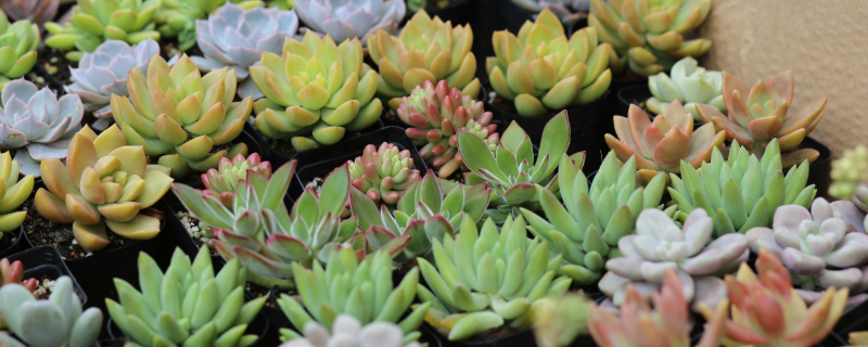 多肉买回来如何种植,要浇水吗