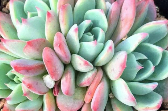 多肉买回来如何种植,要浇水吗