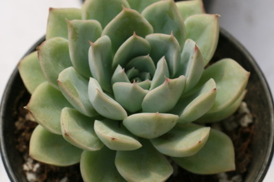 多肉买回来如何种植,要浇水吗