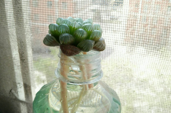 水培多肉如何养