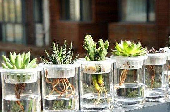 水培多肉如何养