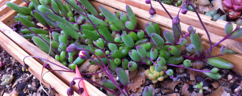 紫玄月吊兰的养殖办法和留意事项