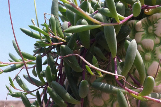 紫玄月吊兰的养殖办法和留意事项