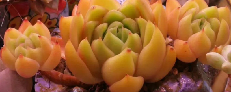 多肉变黄变软如何办