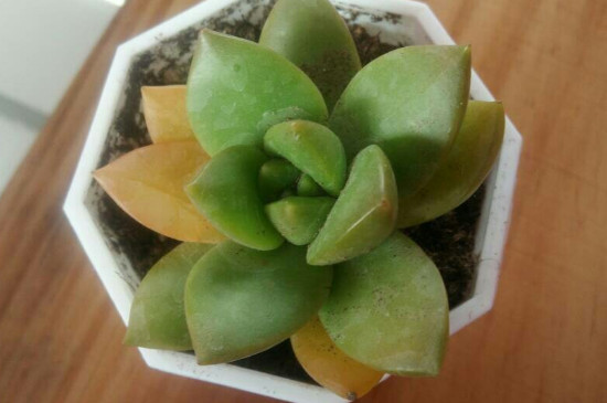 多肉变黄变软如何办