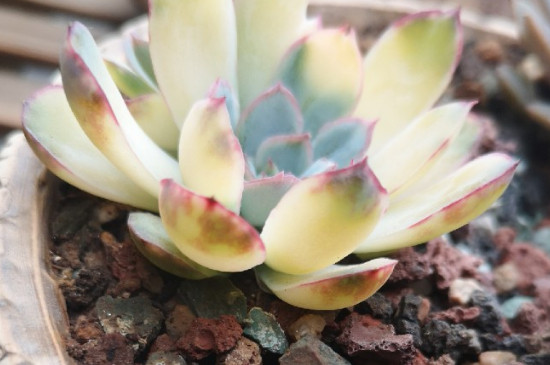 多肉变黄变软如何办