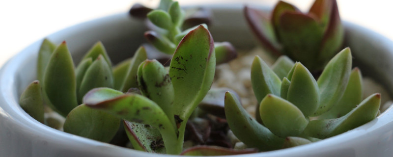 多肉为何越养越干瘦