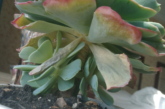 多肉为何越养越干瘦