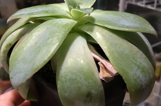 多肉为何越养越干瘦