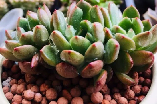 多肉为何越养越干瘦