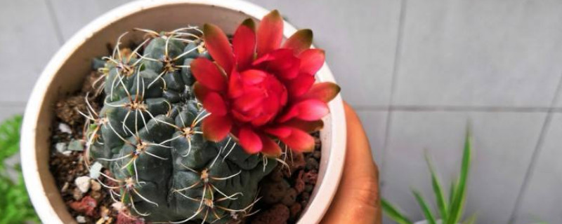 绯花玉花苞突然枯萎是为何