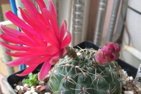 绯花玉花苞突然枯萎是为何