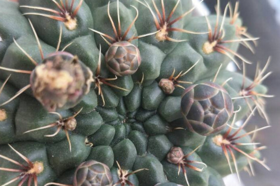 绯花玉花苞突然枯萎是为何