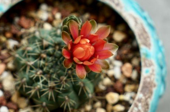 绯花玉花苞突然枯萎是为何