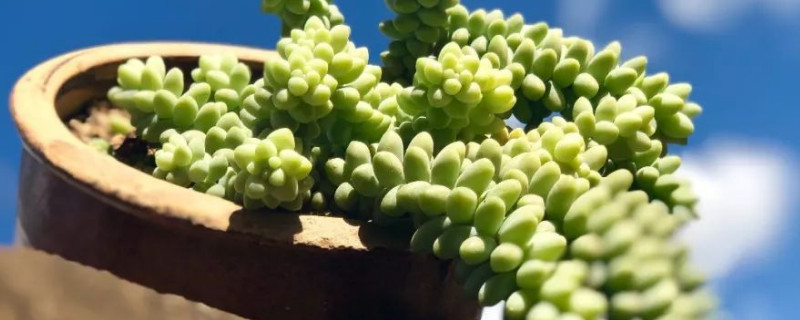 玉坠多肉徒长如何办