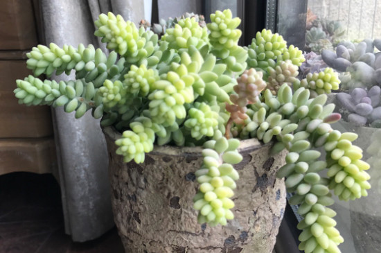 玉坠多肉徒长如何办